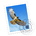 Icona del software Apple Mail Icona del software Apple Mail