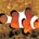 Icona del software Clownfish for Skype Icona del software Clownfish for Skype