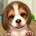 Icona del software My First Dog Icona del software My First Dog